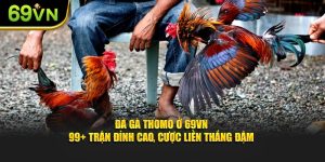 Đá Gà Thomo Ở 69VN - 99+ Trận Đỉnh Cao, Cược Liền Thắng Đậm