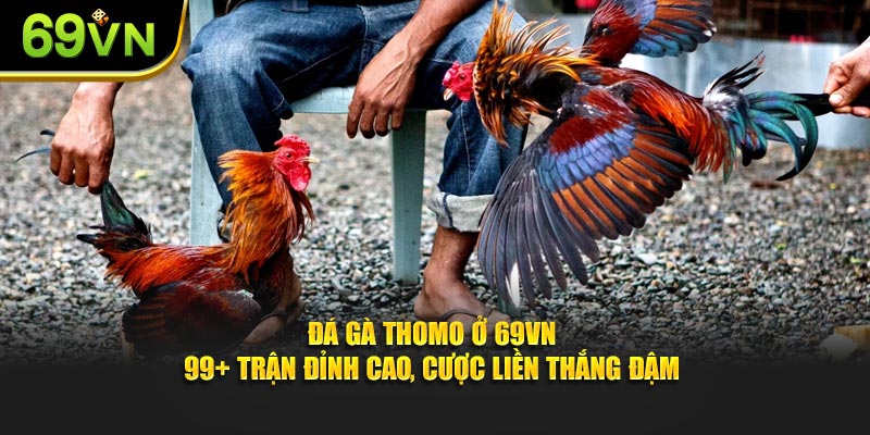 Đá Gà Thomo Ở 69VN - 99+ Trận Đỉnh Cao, Cược Liền Thắng Đậm