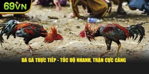 Đá Gà Trực Tiếp - Tốc Độ Nhanh, Trận Cực Căng