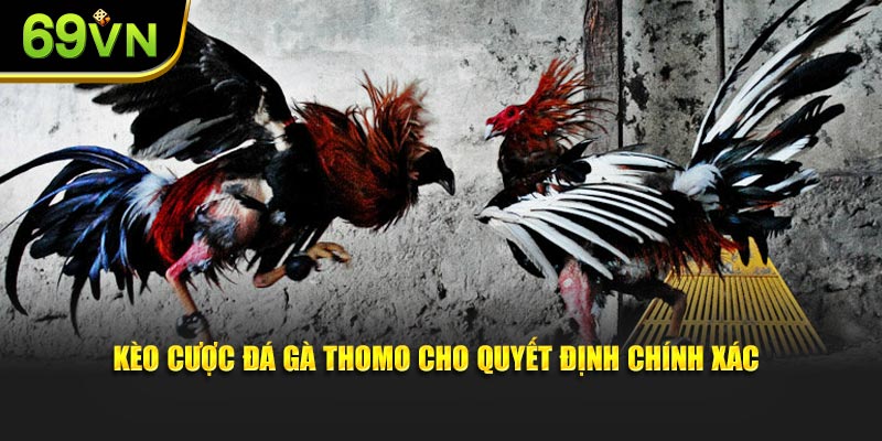 Kèo cược đá gà Thomo cho quyết định chính xác
