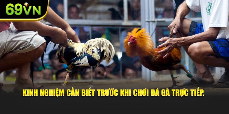 Kinh nghiệm cần biết trước khi chơi đá gà trực tiếp.