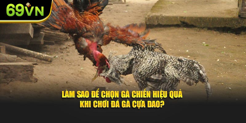 Làm sao để chọn gà chiến hiệu quả khi chơi đá gà cựa dao?