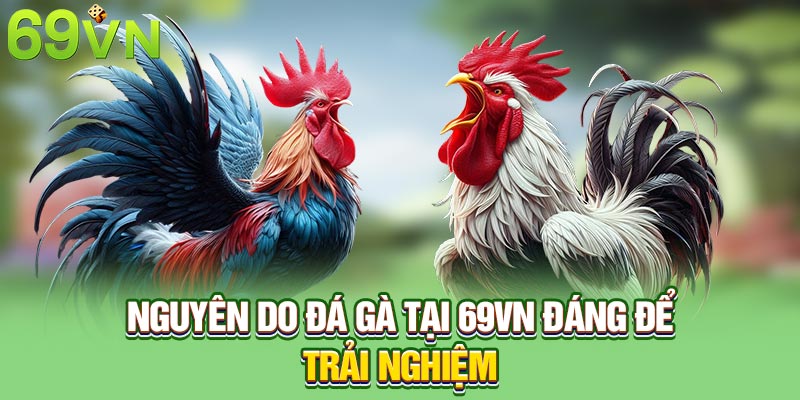 Nguyên do đá gà tại 69VN đáng để trải nghiệm