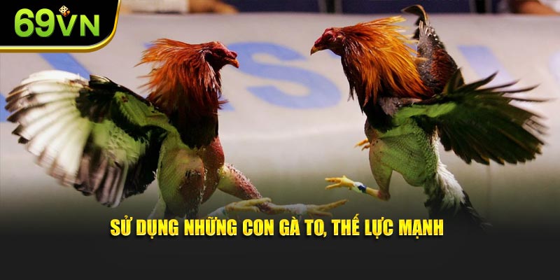 Sử dụng những con gà to, thế lực mạnh