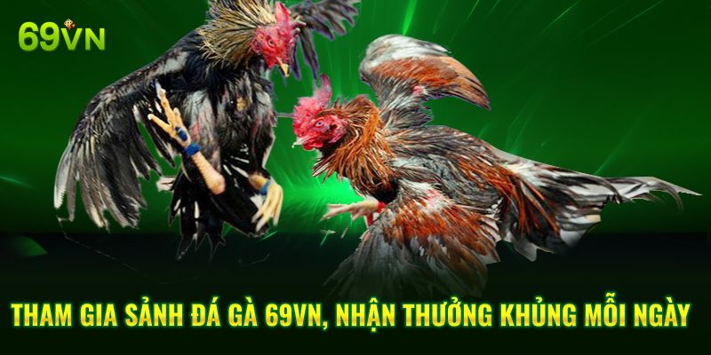 Tham Gia Sảnh Đá Gà 69VN, Nhận Thưởng Khủng Mỗi Ngày