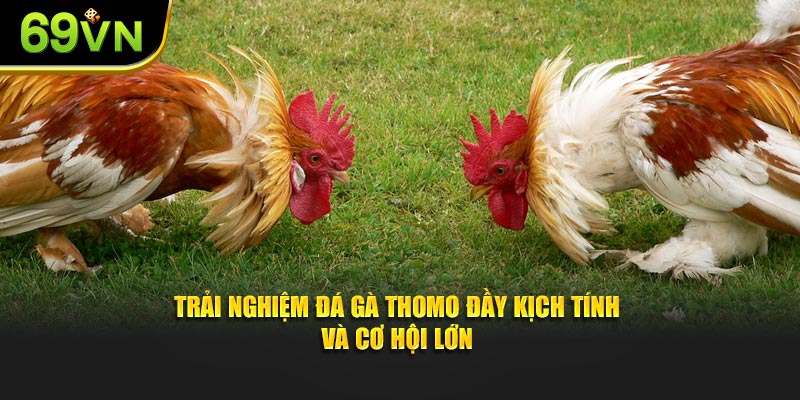 Trải nghiệm đá gà đầy kịch tính và cơ hội lớn