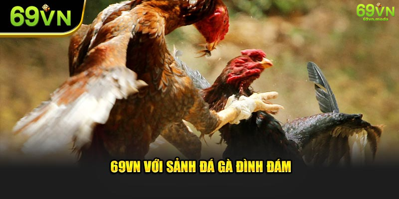 69VN với sảnh đá gà đình đám